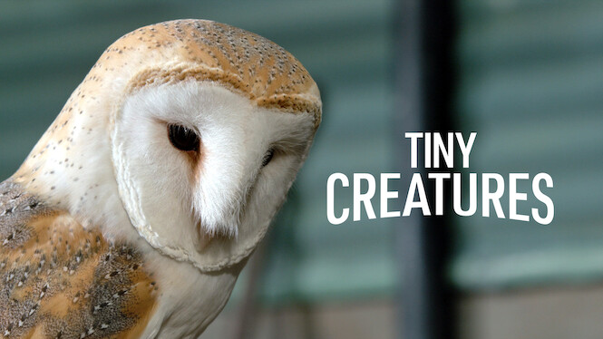 Tiny Creatures