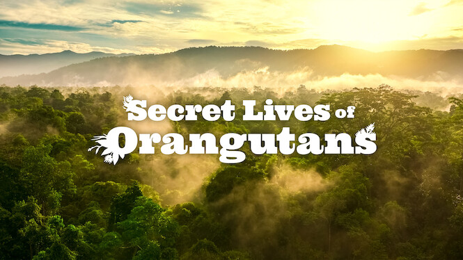 Secret Lives of Orangutans