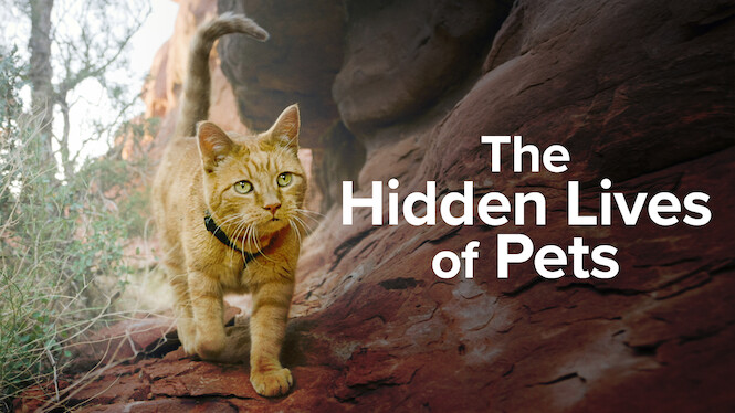 The Hidden Lives of Pets