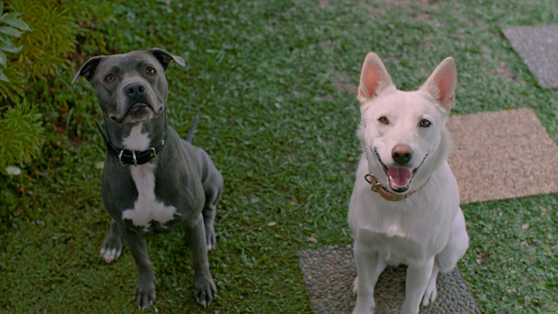June & Kopi