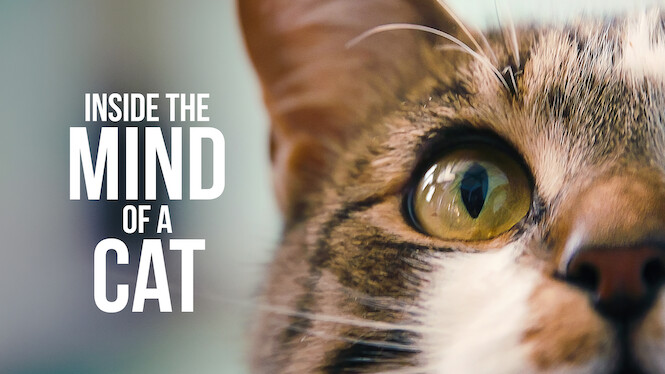 Inside the Mind of a Cat