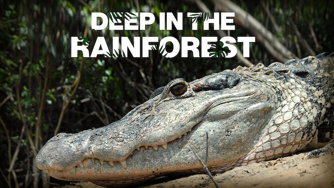 Deep in the Rainforest