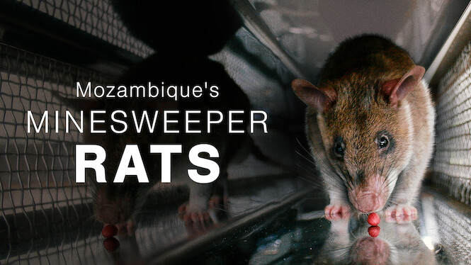 Mozambique's Minesweeper Rats