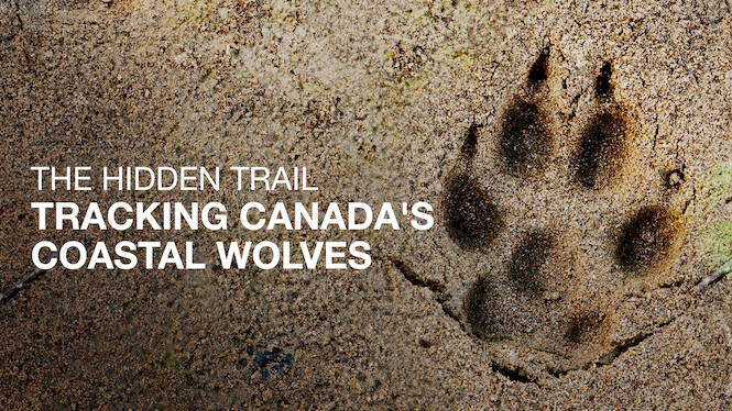 The Hidden Trail: Tracking Canada's Coastal Wolves