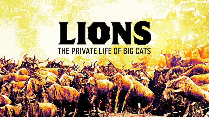 Lions – The Private Life of Big Cats