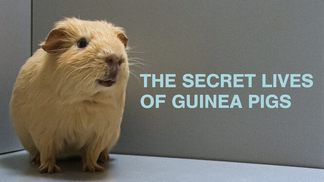 The Secret Lives of Guinea Pigs