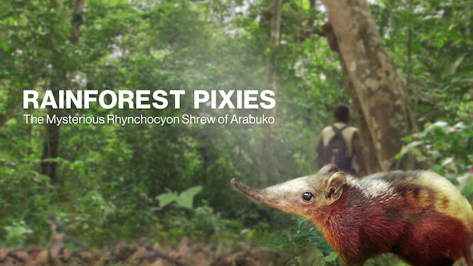 Rainforest Pixies: The Mysterious Rhynchocyon Shrew of Arabuko
