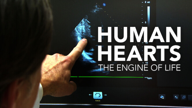 Human Hearts: The Engine of Life