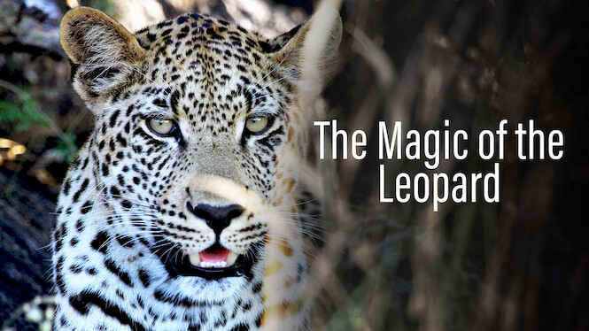Die Magie des Leoparden
