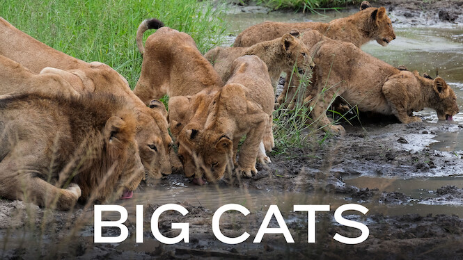 Big Cats