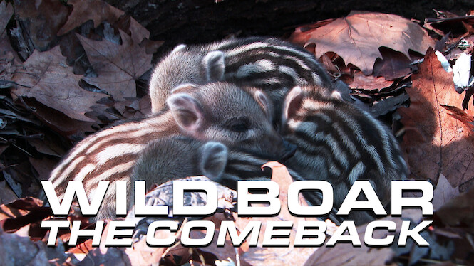 Wild Boar: The Comeback
