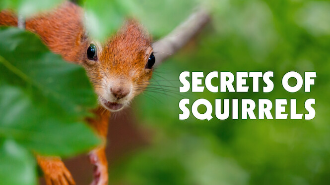 Secrets of Squirrels