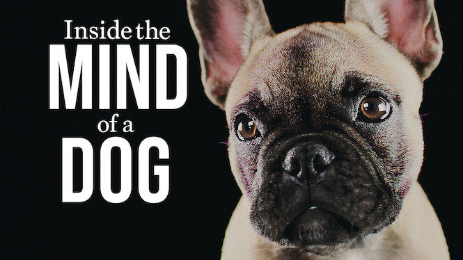 Inside the Mind of a Dog