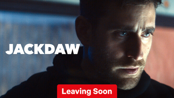 Jackdaw