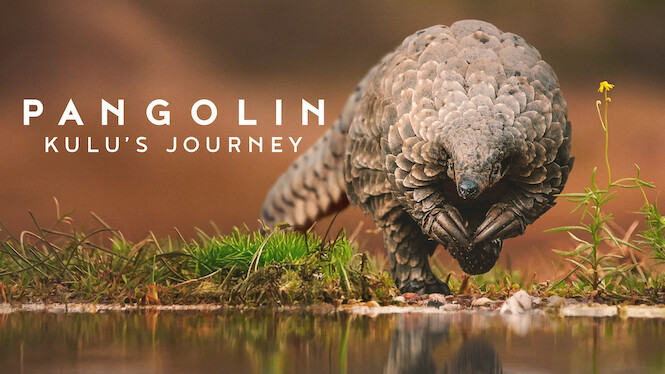 Pangolin: Kulu’s Journey