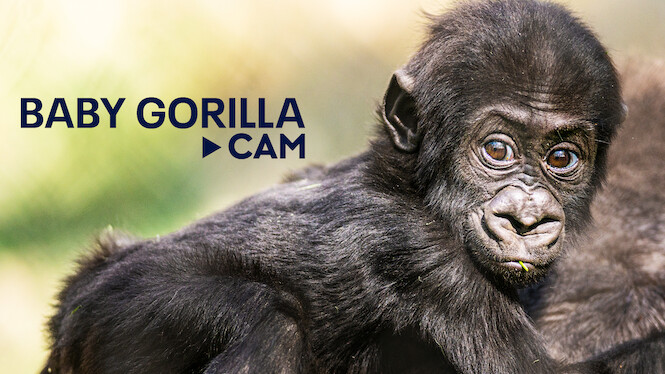 Baby Gorilla Cam