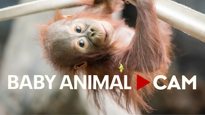 Baby Animal Cam