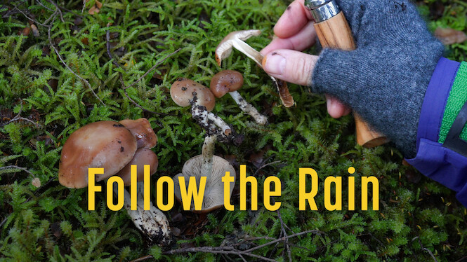 Follow the Rain
